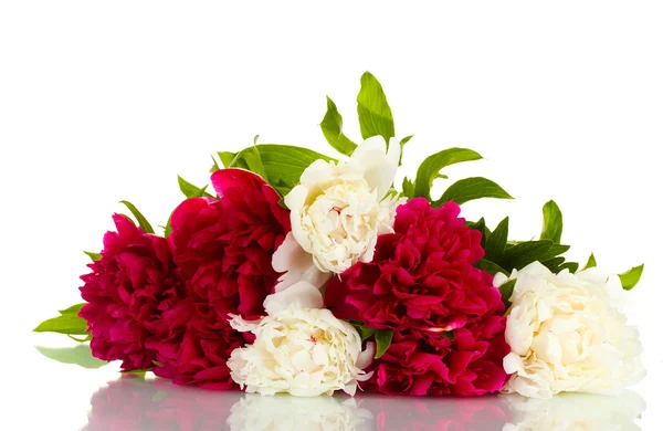 Mooie roze en witte pioenrozen geïsoleerd op wit — Stockfoto