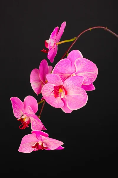 Bella orchidea fiorita isolata su nero — Foto Stock