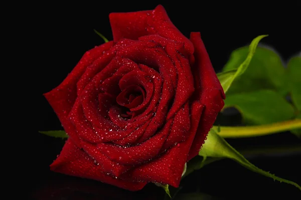 Vörös rózsa, a fekete háttér közelről — Stock Fotó