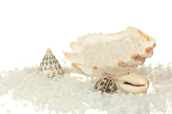 Sal marinho com conchas isoladas em close-up branco — Fotografia de Stock