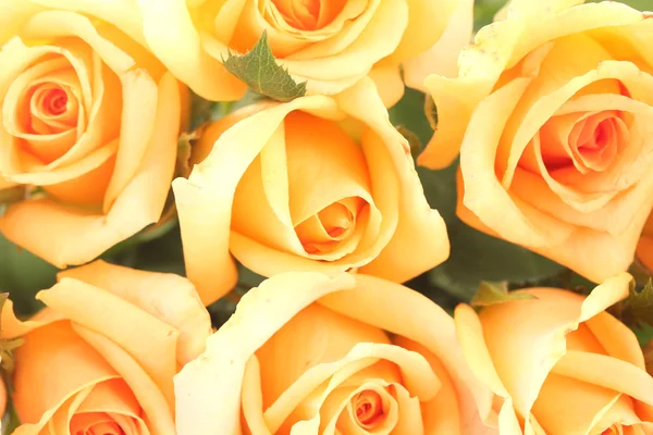 Krásnou kytici růží zblízka — Stock fotografie