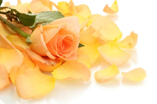 Beautiful orange rose petals and rose isolated on white — Stock Photo, Image