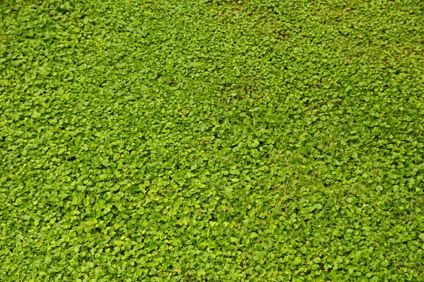Gros plan sur pelouse verte — Photo