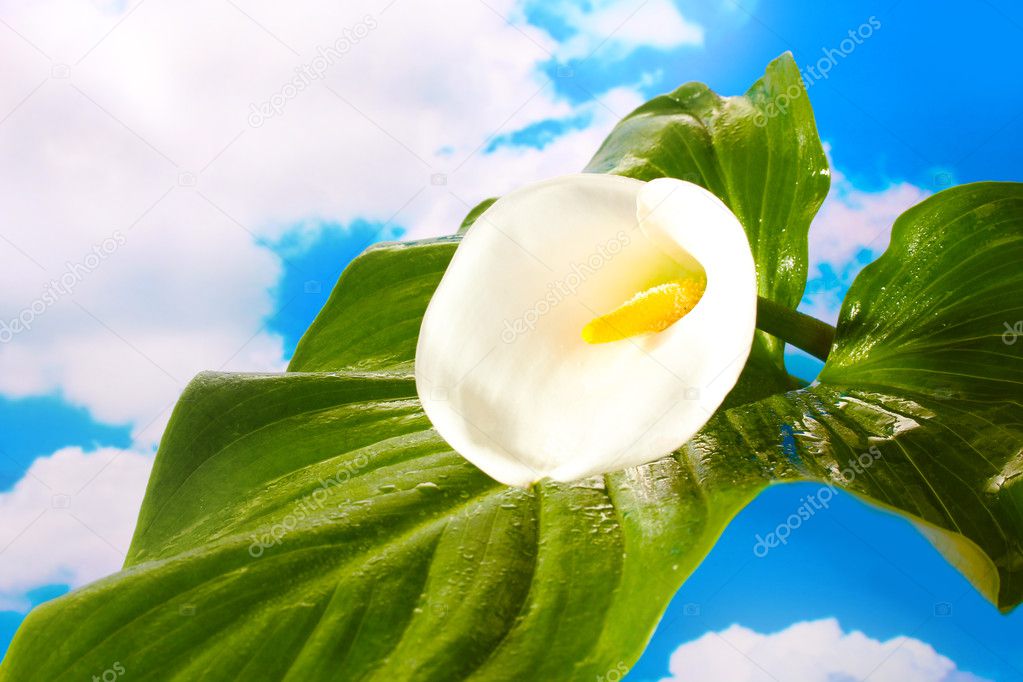 Pour CANTALINE... - Page 9 Depositphotos_11028013-stock-photo-white-calla-with-leaf-on