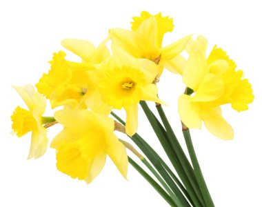 Beautiful yellow daffodils isolated on white clipart