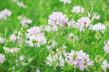 Wildflowers field close-up