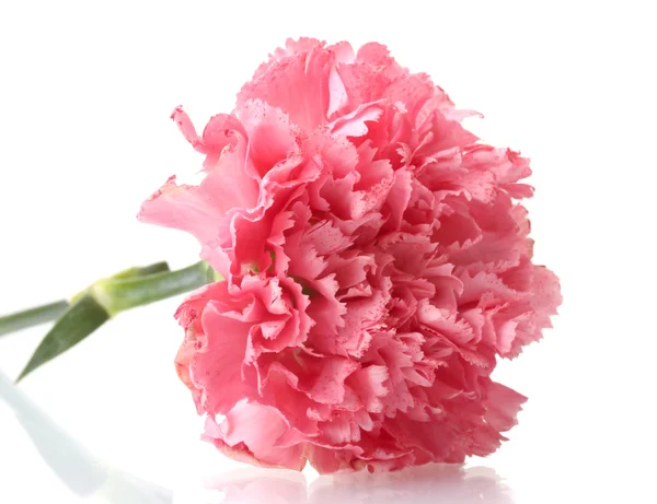 粉红康乃馨在白色上隔离 — 图库照片