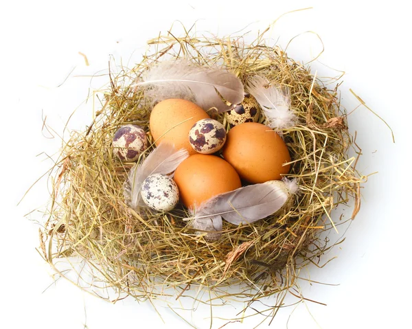 Uova di pollo e quaglia in un nido isolato su bianco — Foto Stock