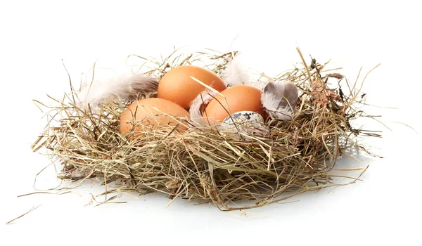 Uova di pollo e quaglia in un nido isolato su bianco — Foto Stock