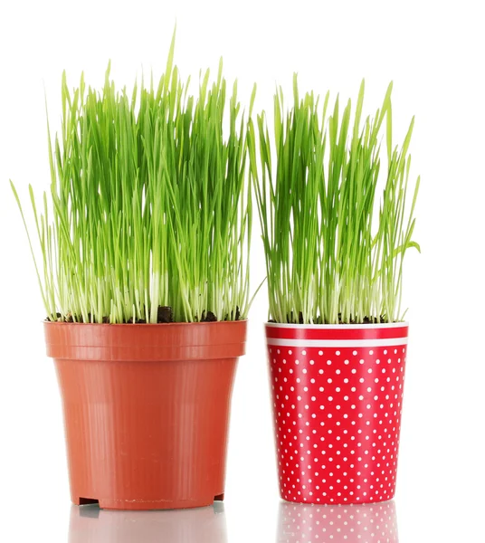 Grönt gräs i två blomkruka isolerad på vit — Stockfoto