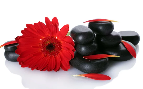 Wellness stones, rode bloem en geïsoleerd op witte bloemblaadjes — Stockfoto