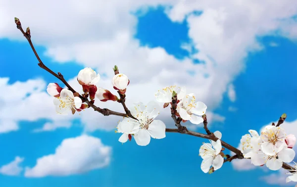 Mooie abrikoos bloesem op blauwe hemelachtergrond — Stockfoto