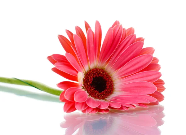 stock image Beautiful pink gerbera isolated on white