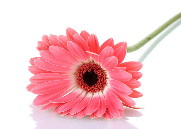 Krásná růžová gerbera izolovaných na bílém — Stock fotografie