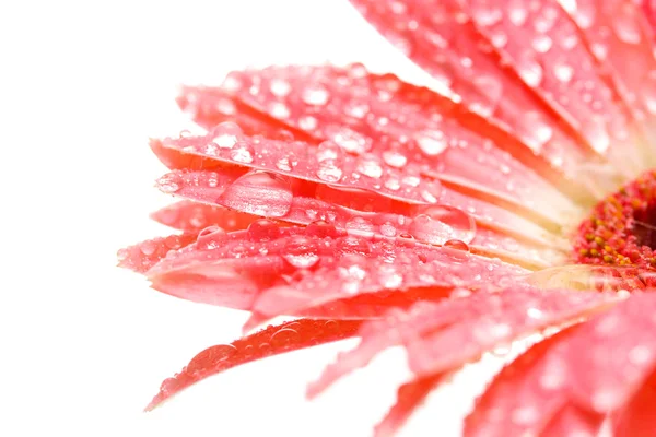 Krásná růžová gerbera kapkami izolovaných na bílém — Stock fotografie