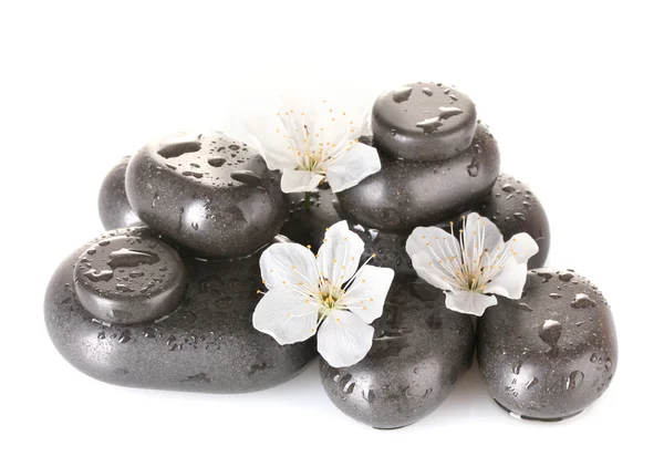 Чорні спа-камені з квітами та пелюстками ізольовані на білому крупним планом — стокове фото