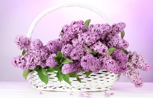 Belas flores lilás na cesta no fundo roxo — Fotografia de Stock