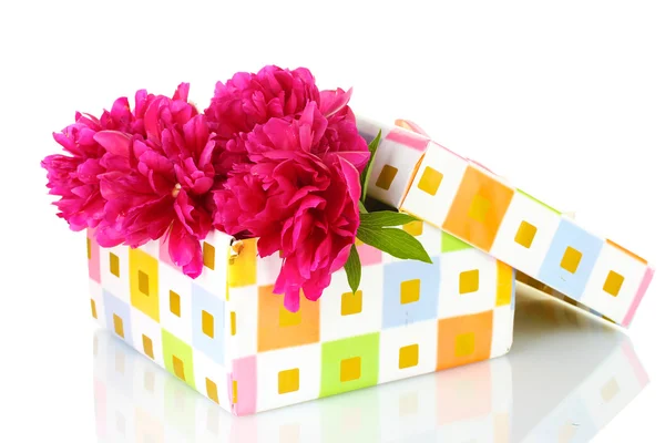 Beautirul rosa Pfingstrosen in Geschenkbox isoliert auf weiß — Stockfoto