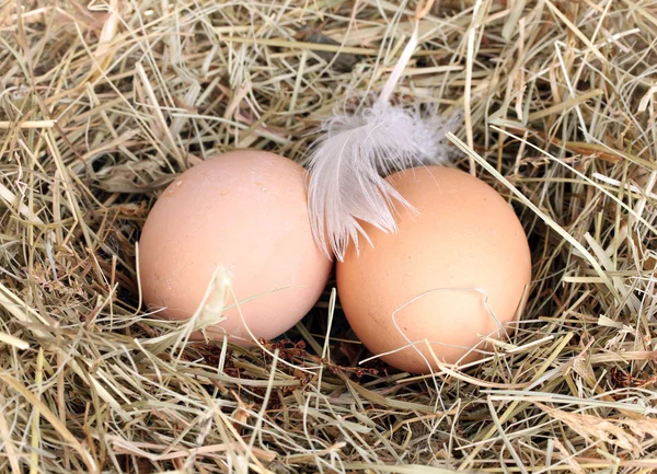 Коричневые яйца на сеновале крупным планом — стоковое фото