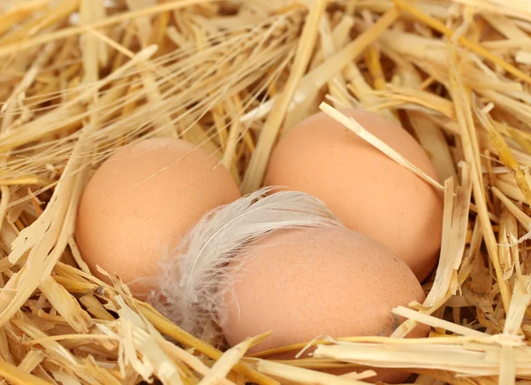 Huevos marrones en un nido de paja de cerca —  Fotos de Stock