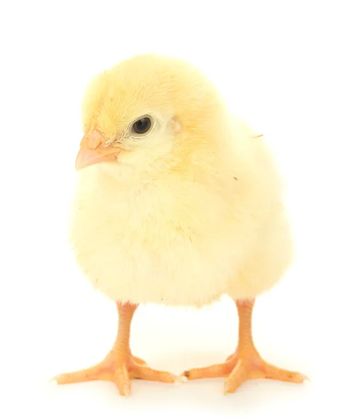 美しい小さな鶏、白で隔離されます。 — ストック写真