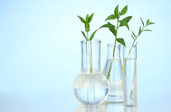 Reagenzgläser mit transparenter Lösung und die Pflanze auf blauem Hintergrund in Großaufnahme — Stockfoto
