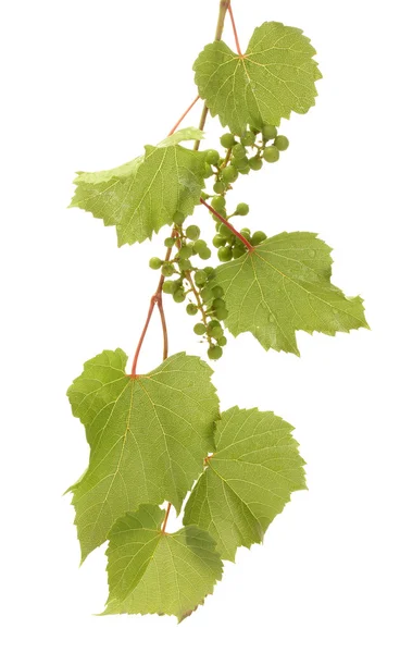 Wilde grüne Trauben mit isolierten Blättern auf weißen — Stockfoto