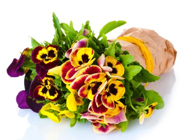 Beautiful violet pansies isolated on a white clipart