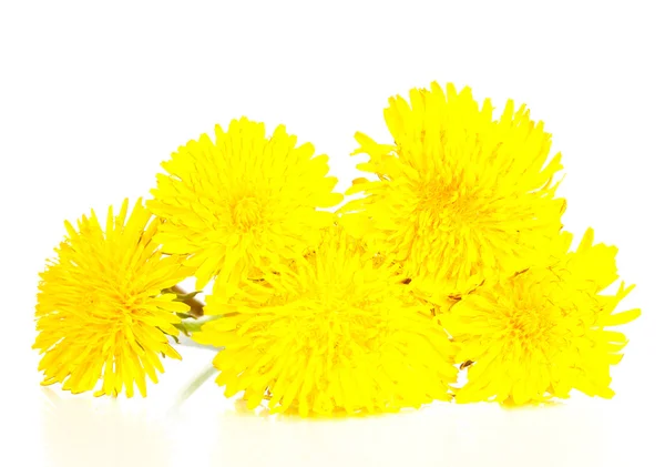 Pampelišky květiny izolovaných na bílém — Stock fotografie