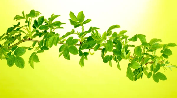 Ветка с зелеными листьями на зеленом фоне — стоковое фото