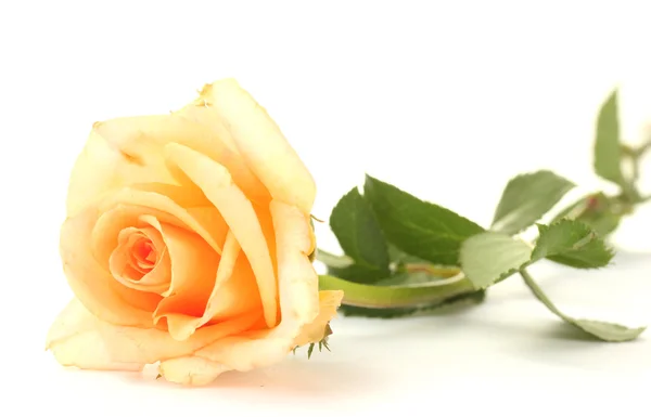 Gyönyörű rózsa elszigetelt fehér — Stock Fotó