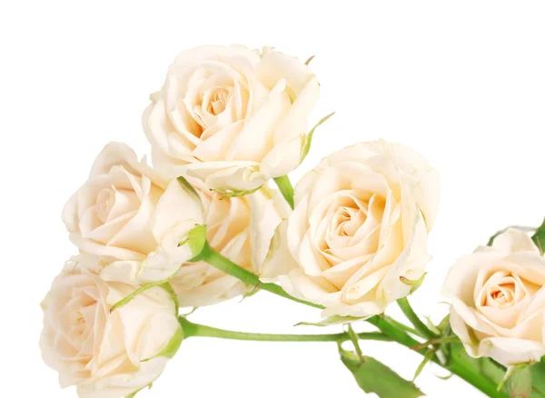 小小的白玫瑰，孤立在白色 — 图库照片