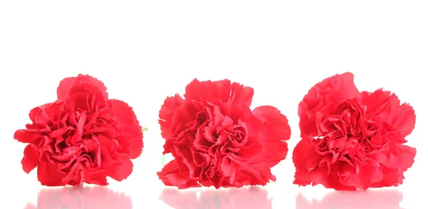 Drei rote Nelken isoliert auf weiß — Stockfoto