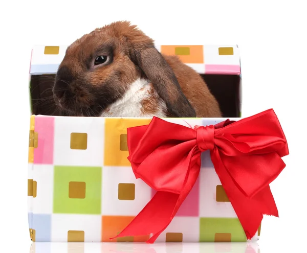 Lop-Eared tavşan üzerinde beyaz izole kırmızı fiyonklu hediye kutusu — Stok fotoğraf