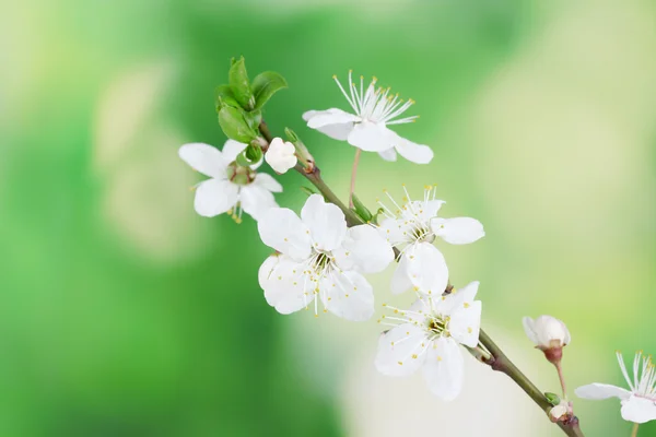 Gyönyörű cseresznye virág, zöld háttér — Stock Fotó