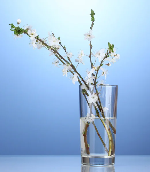 青色の背景の上に花瓶に美しい桜 — ストック写真
