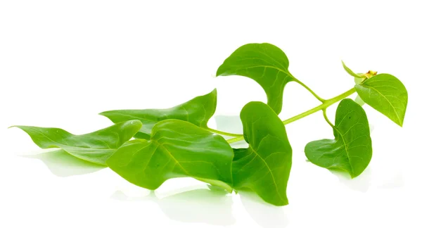 Gałąź z zielonymi liśćmi odizolowana na białym — Zdjęcie stockowe