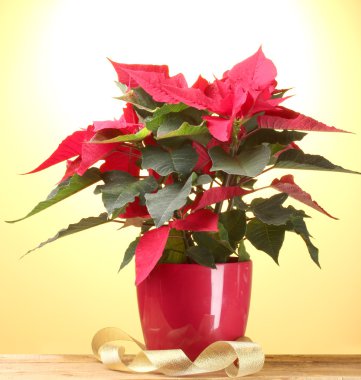 saksı ve Sarı zemin üzerine ahşap masa şeridinde güzel yılbaşı çiçeği