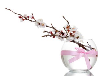 Beautiful apricot blossom in transparent vase with bow isolated on white clipart