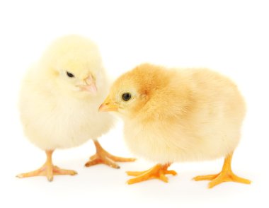 Two yellow little chickens isolated on the white clipart