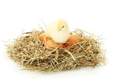 Beautiful little chicken and eggs in nest, isolated on the white clipart