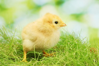 Beautiful little chicken on green grass in garden clipart