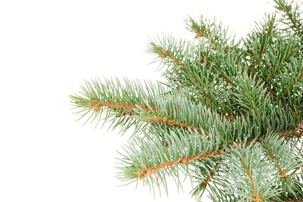 Yeşil Noel ağacı üzerinde beyaz izole — Stok fotoğraf