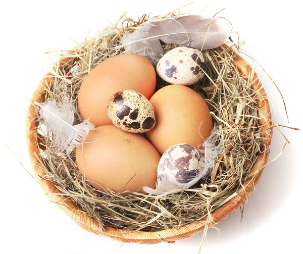 stock image Chicken and quail eggs in a nest isolated on white