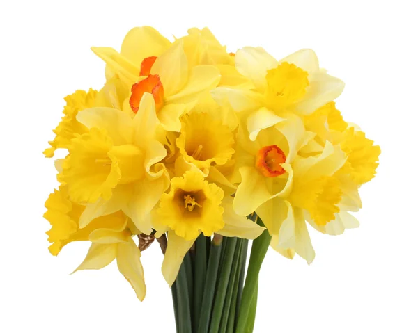 Beautiful bouquet of yellow daffodils isolated on white — Stock Photo, Image