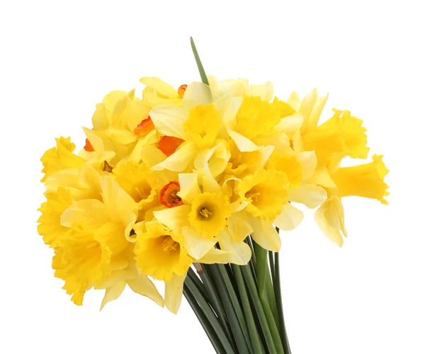 Beautiful yellow daffodils isolated on white — Stock Photo, Image