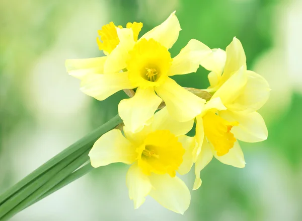 Vackra gula påskliljor på grön bakgrund — Stockfoto