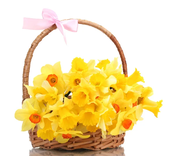 Hermosos narcisos amarillos en cesta con lazo aislado sobre blanco — Foto de Stock