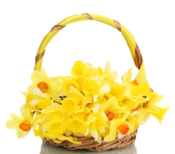 Beautiful yellow daffodils in basket isolated on white — Stock Photo, Image