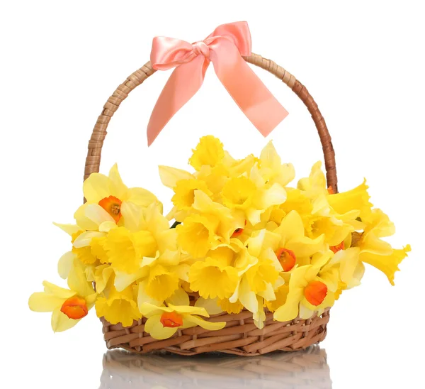 Hermosos narcisos amarillos en cesta con lazo aislado sobre blanco —  Fotos de Stock